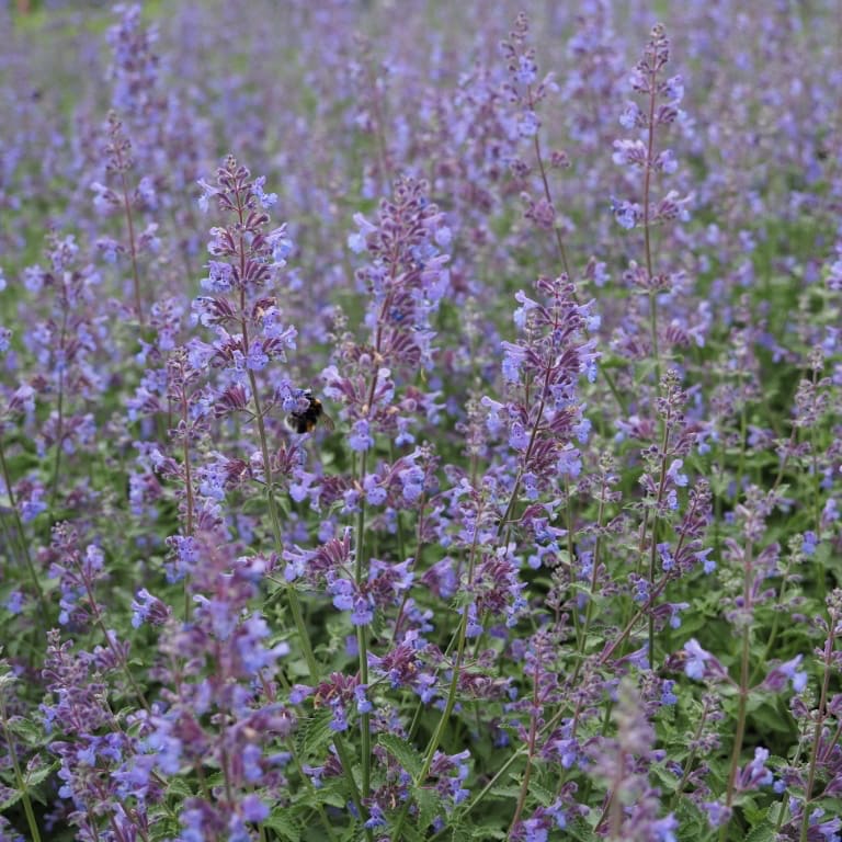 Nepeta x faassenii 'Walkers Low'