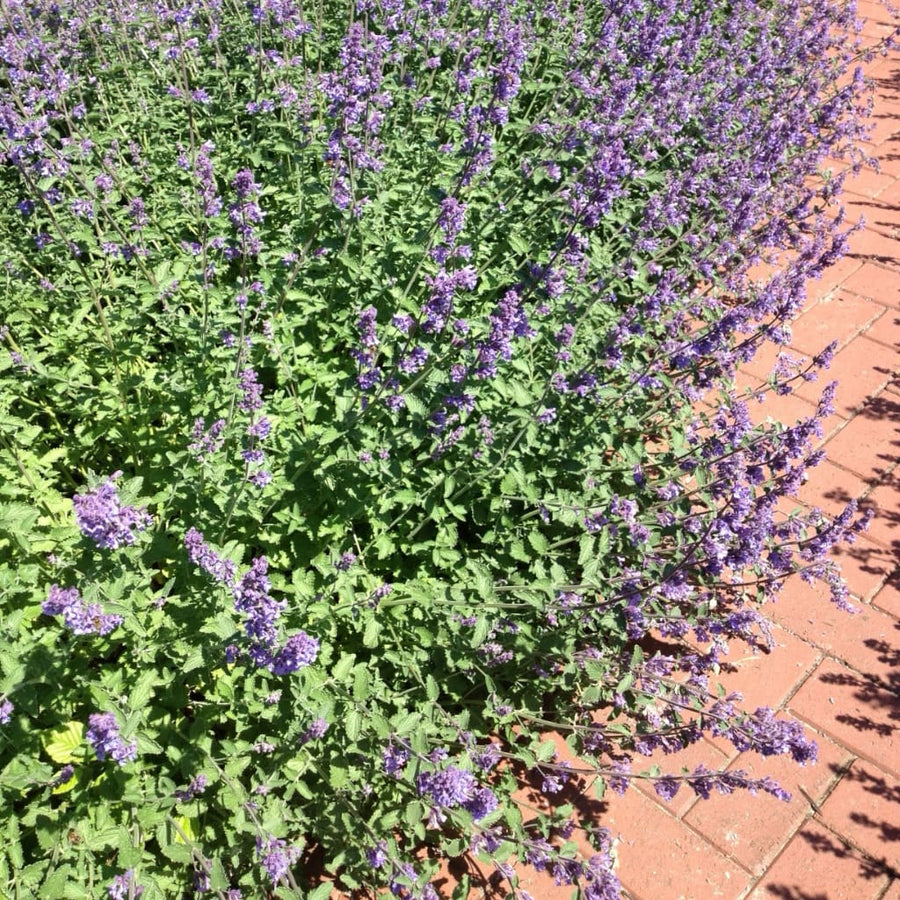 Nepeta x faassenii 'Walkers Low'