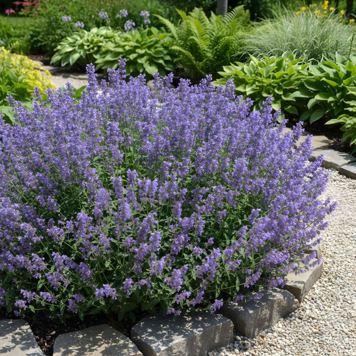 Nepeta x faassenii