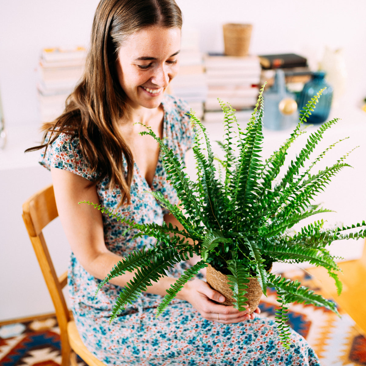 Nephrolepis exaltata 'Green Lady' als Zimmerpflanze