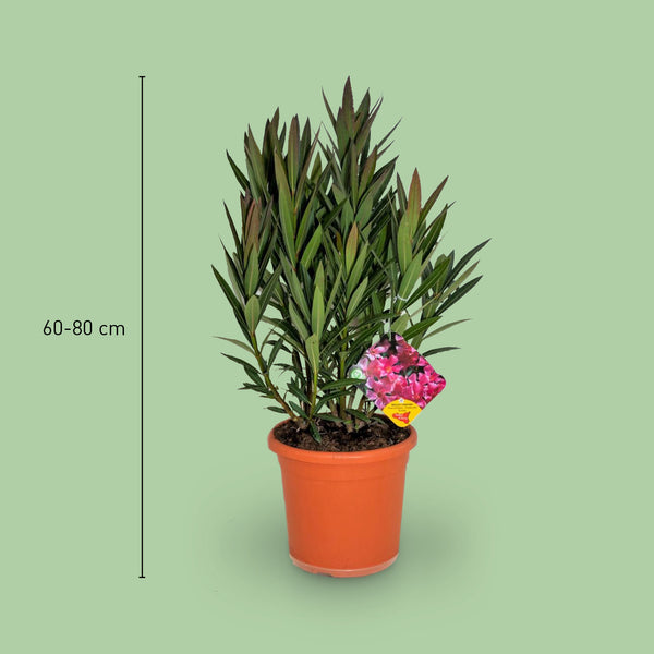Größe des Nerium oleander