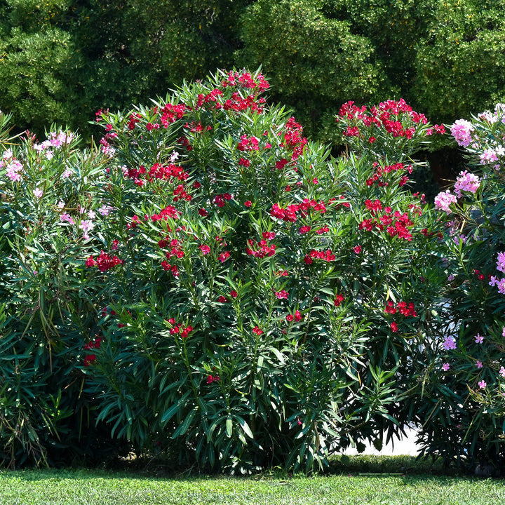 Nerium oleander als Strauch im Garten