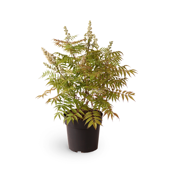Niedrige Fiederspiere 'Sem'®