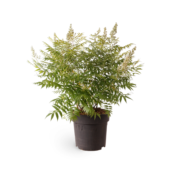 Niedrige Fiederspiere 'Sem'®