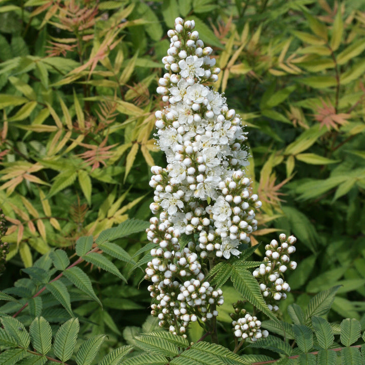 Niedrige Fiederspiere 'Sem'®
