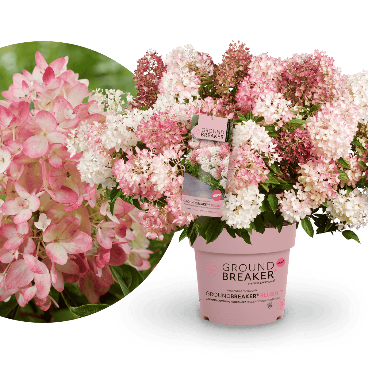 Niedrige Hortensie Groundbreaker® 'Blush'