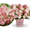 Niedrige Hortensie Groundbreaker® 'Blush'