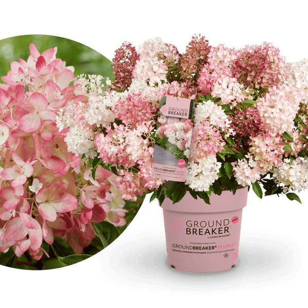 Hortensie Groundbreaker Blush Kaufen Plantura Shop hortensie-groundbreaker-blush-kaufen-plantura-shop