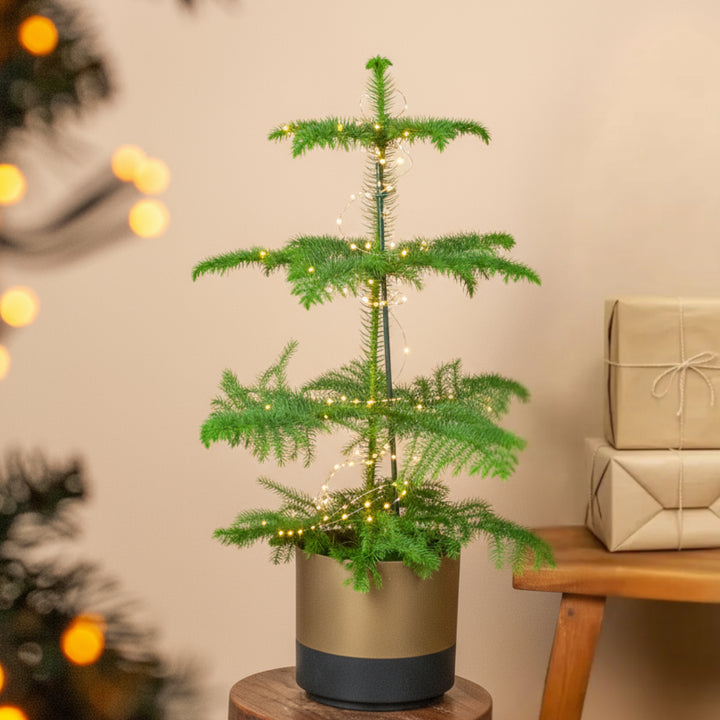 Zimmertanne (Araucaria heterophylla) kaufen