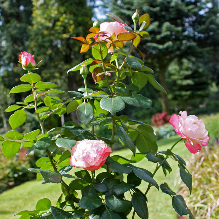 Nostalgie'®-Rose im Garten