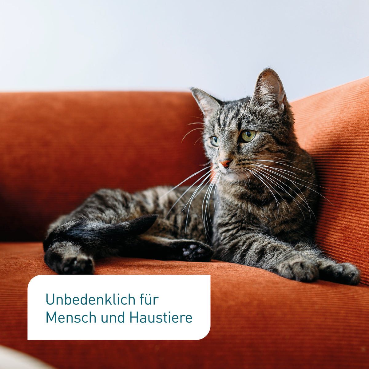 Unbedenkliche Lagerpiraten als Nützlinge gegen Teppichkäfer