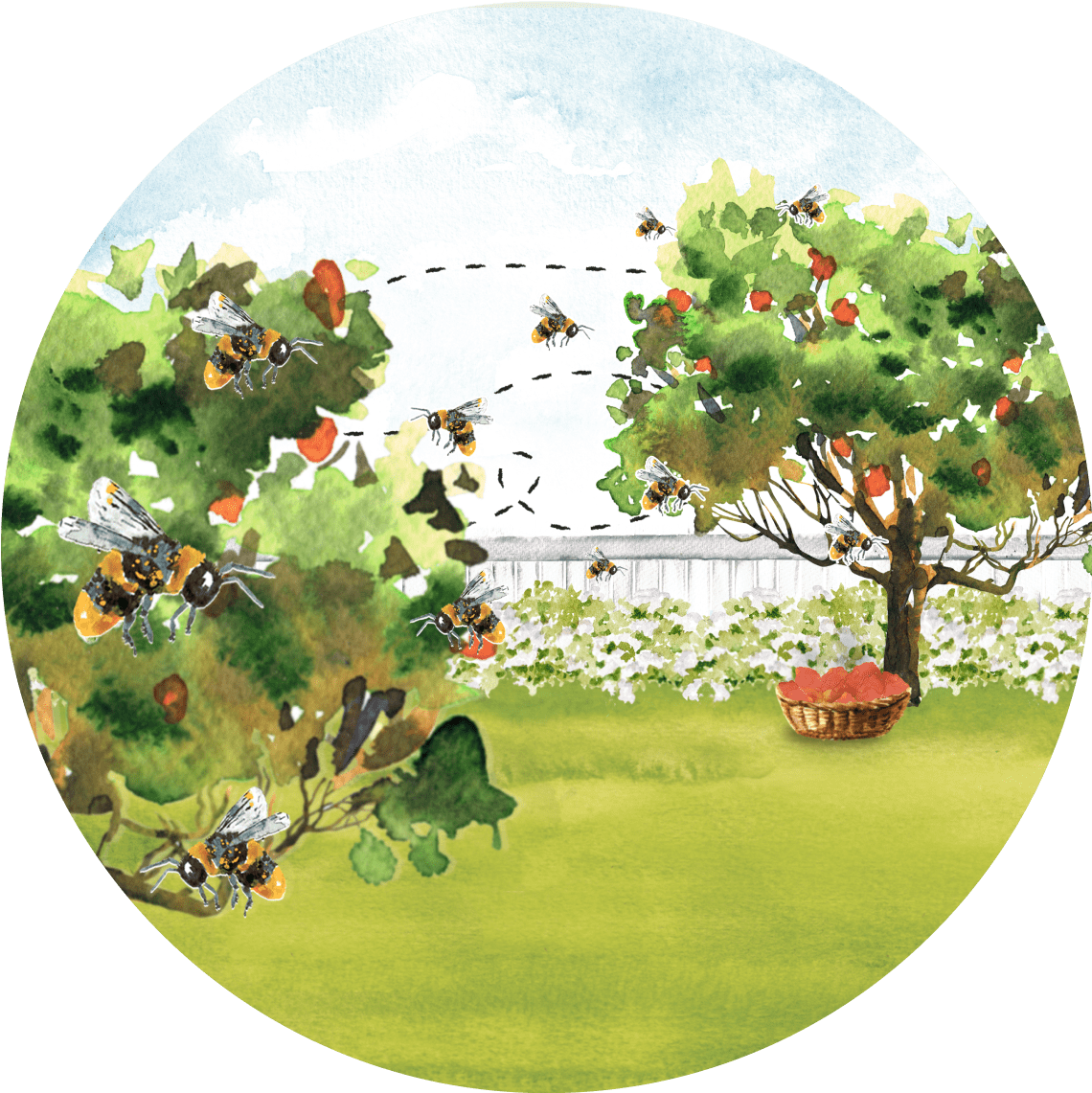 obstbaum-befruchtung-illustration