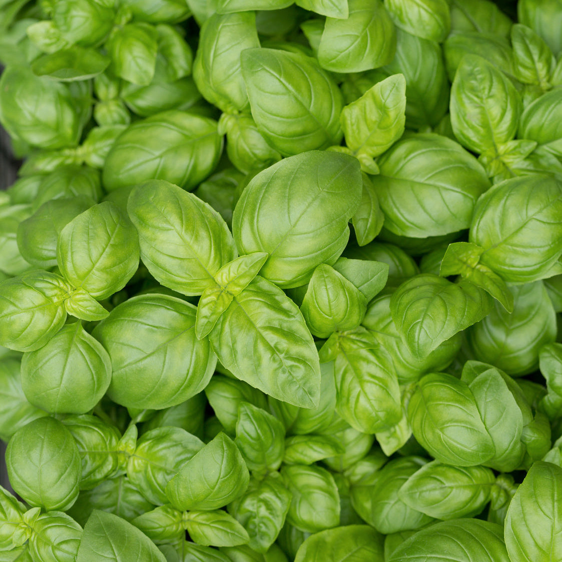 Ocimum basilicum 'Genoveser'