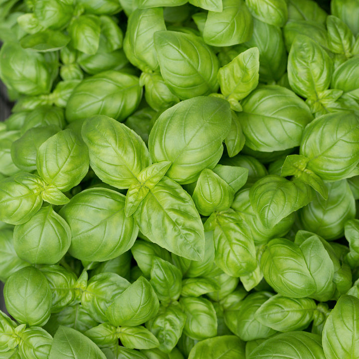 Ocimum basilicum 'Genoveser'