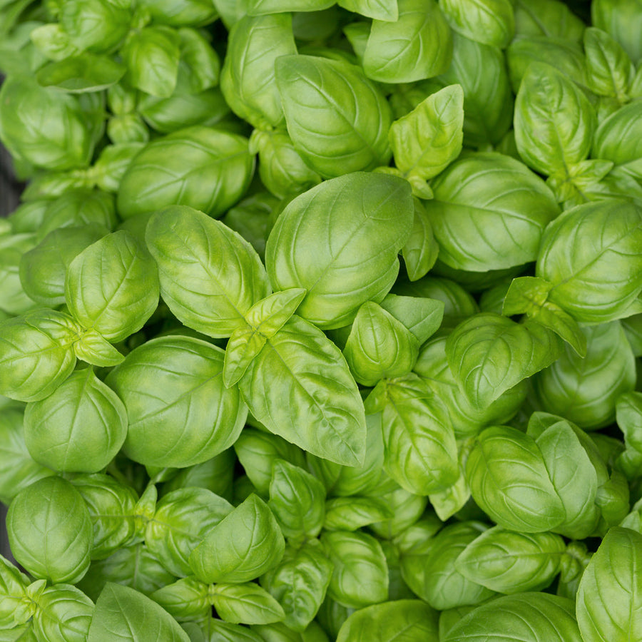 Ocimum basilicum 'Genoveser'