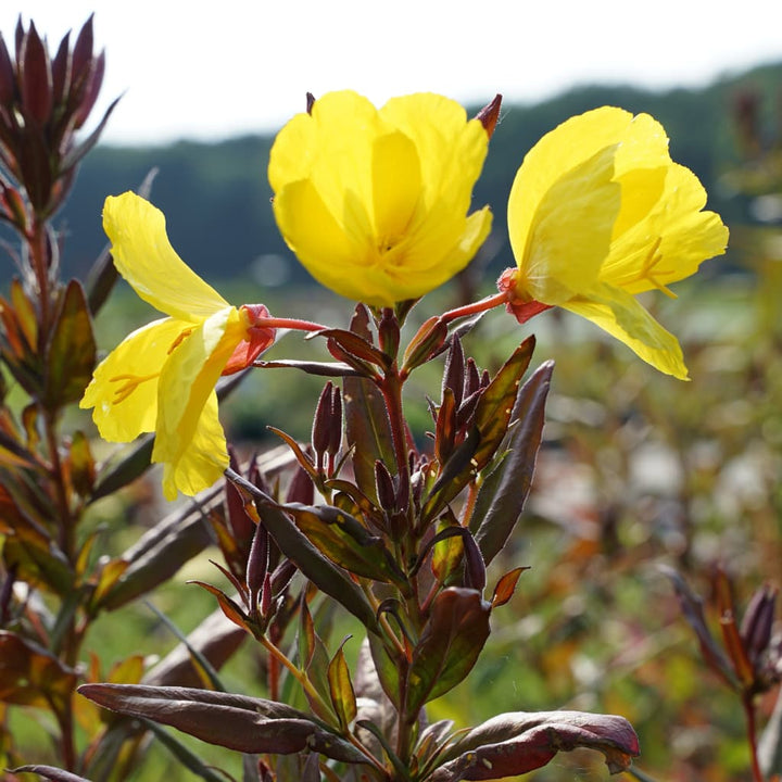 Oenothera tetragona 'Sonnenwende'