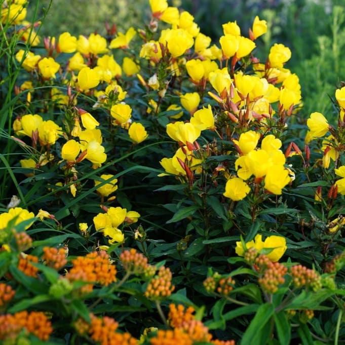 Oenothera tetragona 'Sonnenwende'