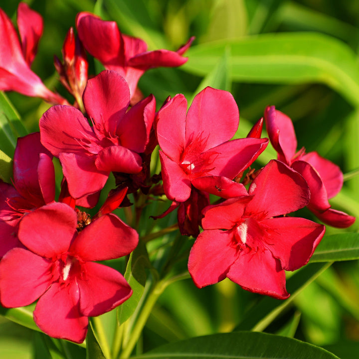Oleander in Blüte