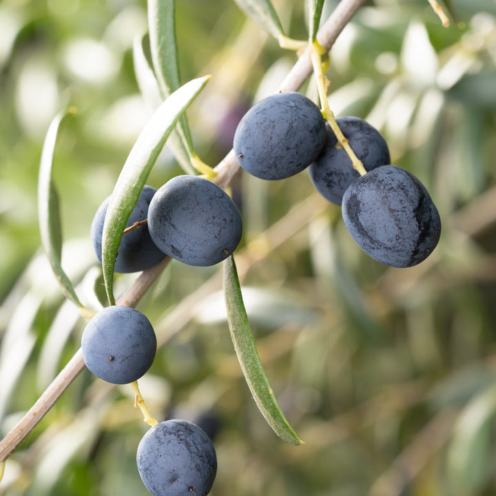 Schwarze Früchte der Olea europaea
