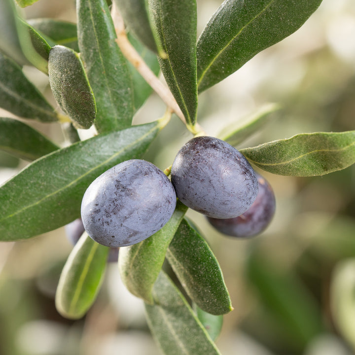 Frucht der Olea europaea