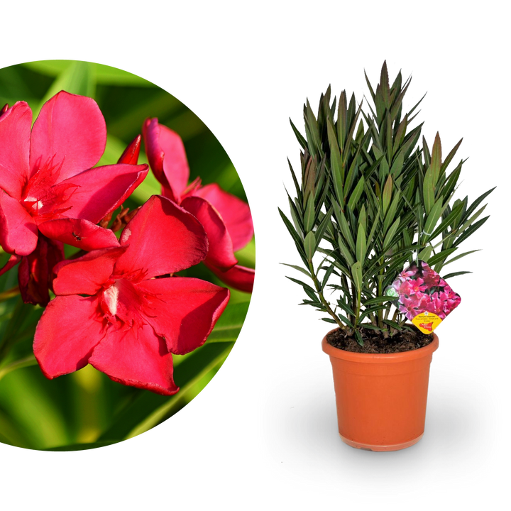 Oleander Rot