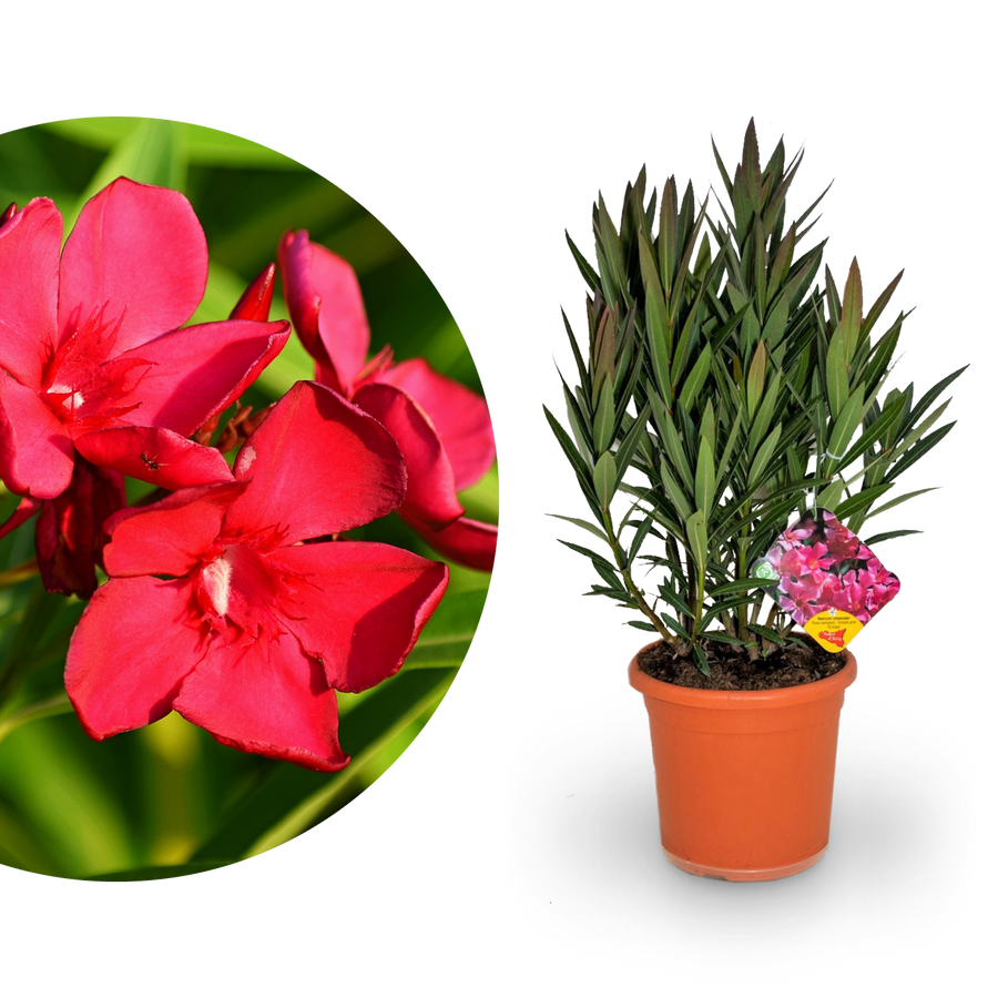 Oleander Rot