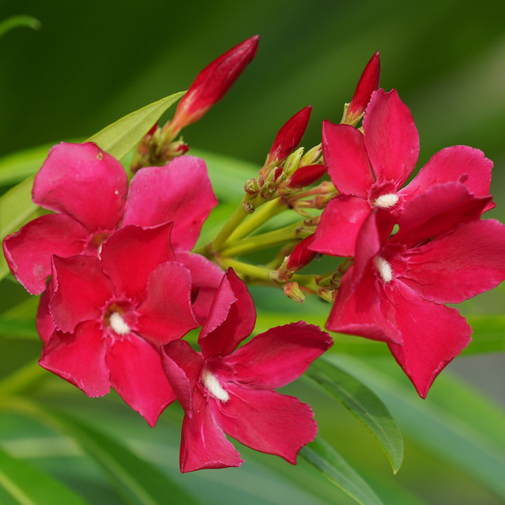 Rot blühender Oleander