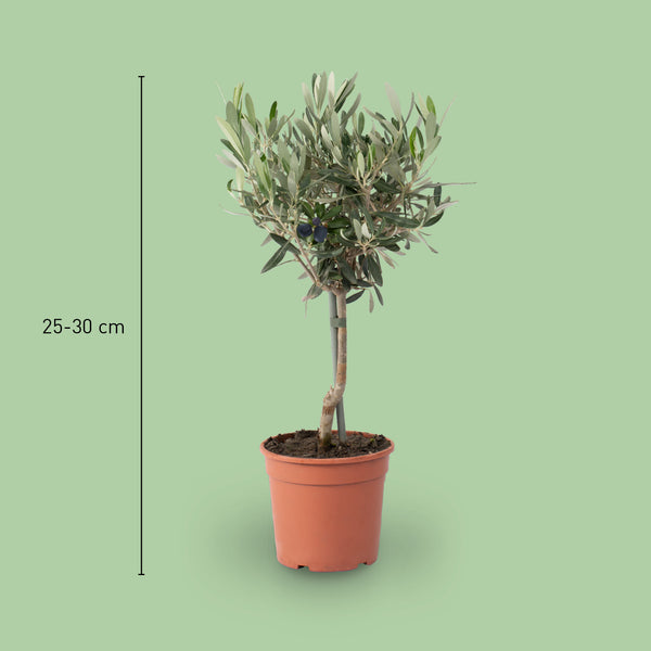 Größe des Olivenbaums als Busch