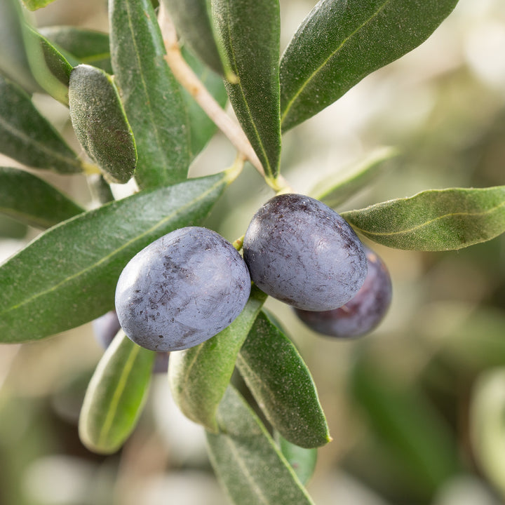 Schwarze Früchte des Olivenbaums als Hochstamm