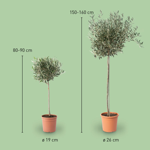 Größe des Olivenbaums als Hochstamm