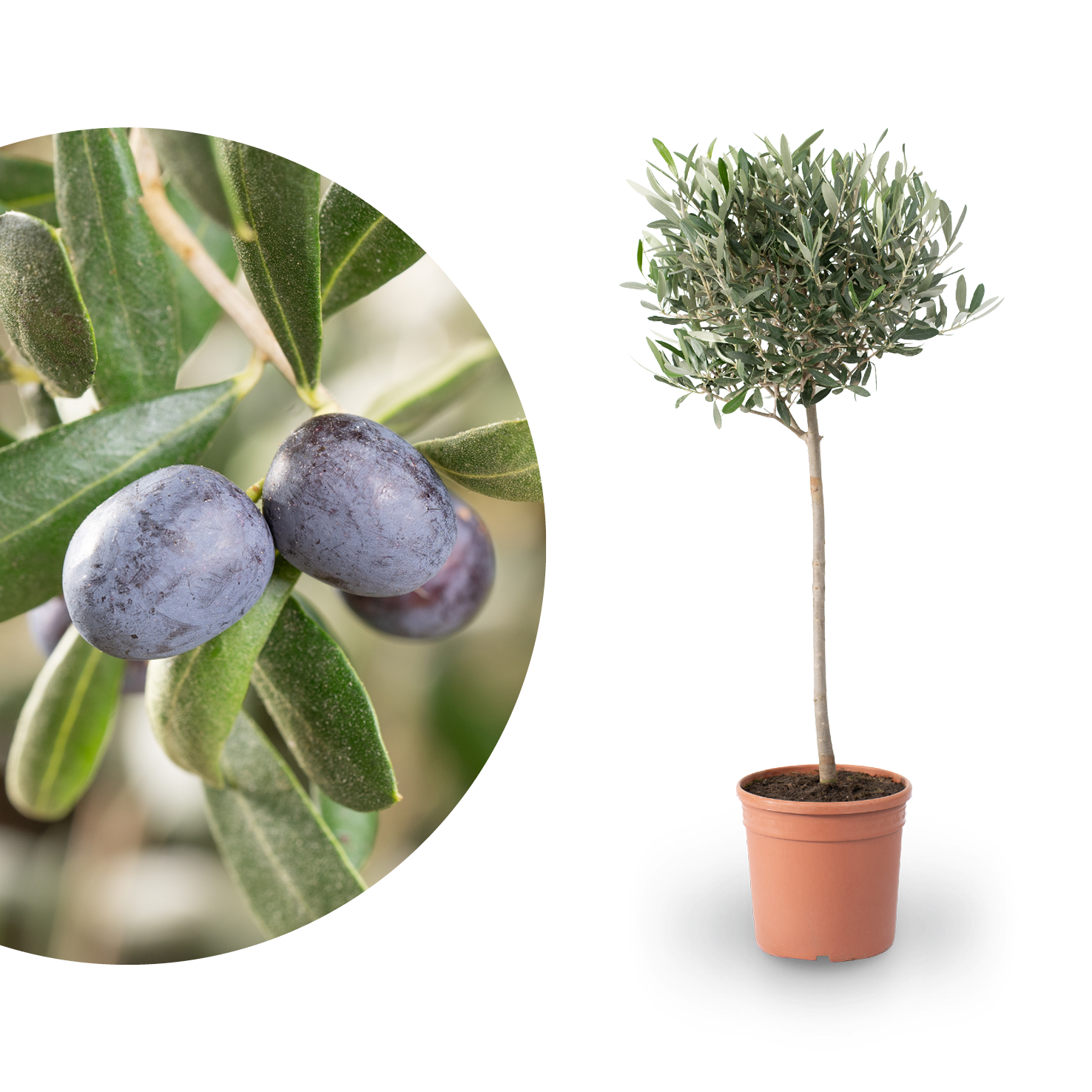 Olivenbaum Hochstamm