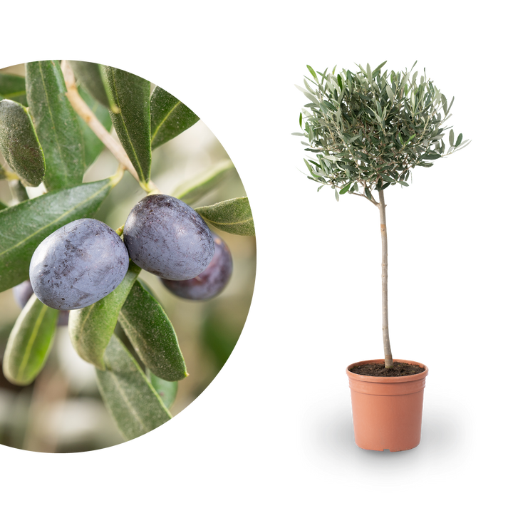 Olivenbaum Hochstamm