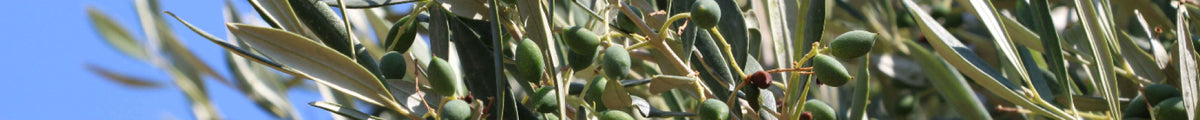 Olivenbaum