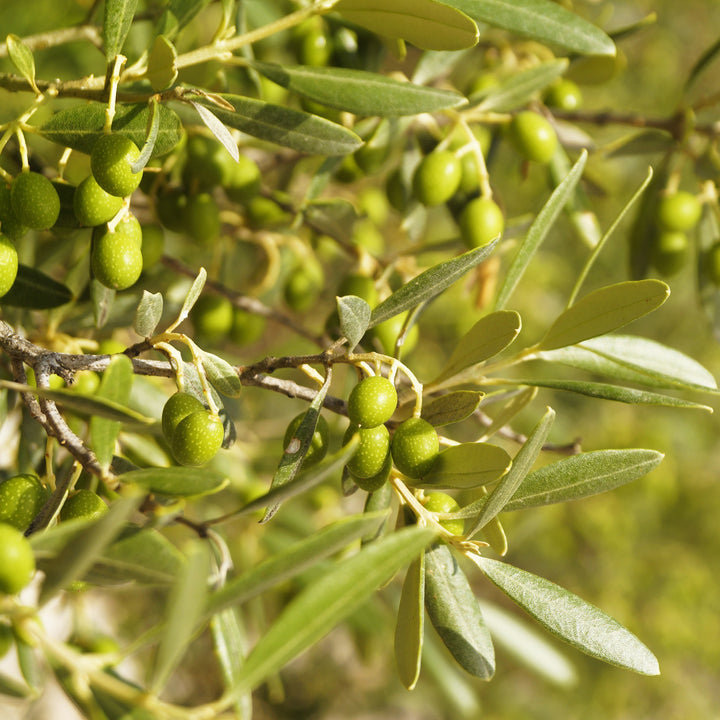 Grüne Früchte des Olivenbaums als Stämmchen
