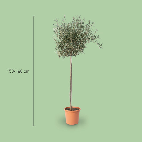 Größe des XXL-Olivenbaums
