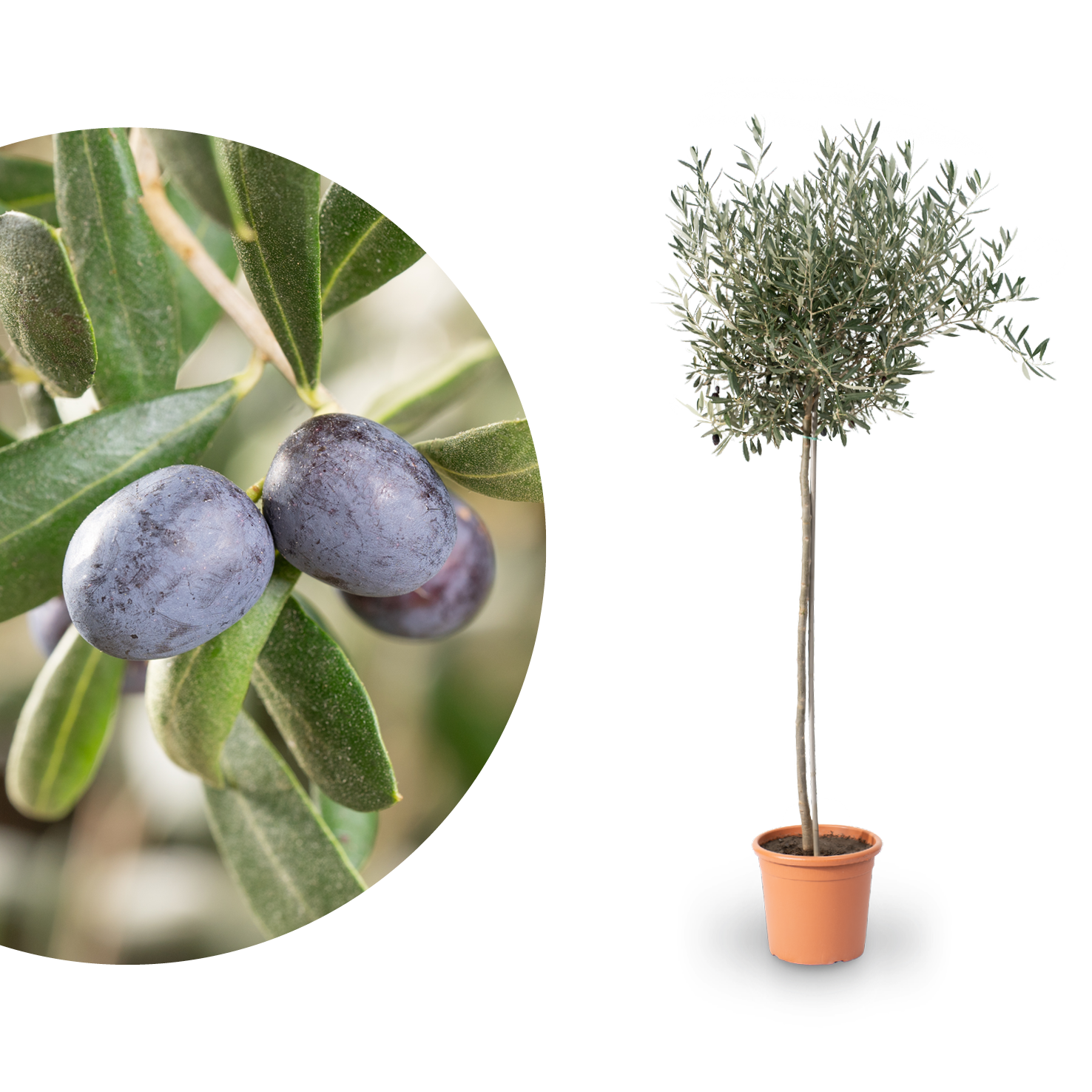 Olivenbaum XXL-Größe kaufen