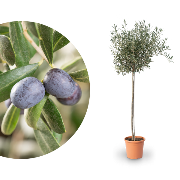 Olivenbaum XXL-Größe