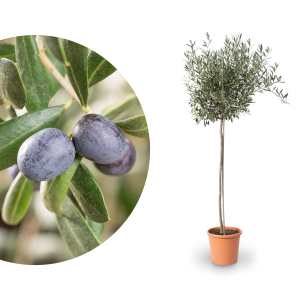 Olivenbaum XXL-Größe kaufen