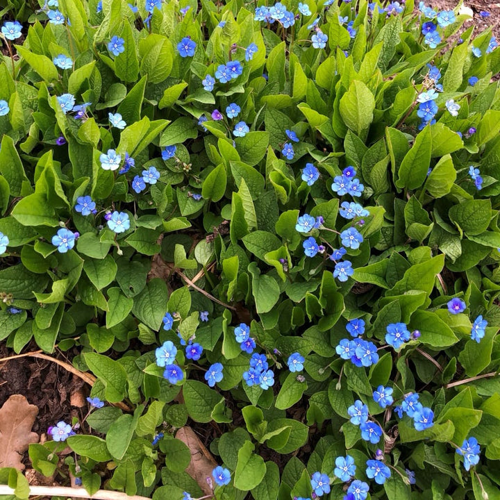 Omphalodes verna
