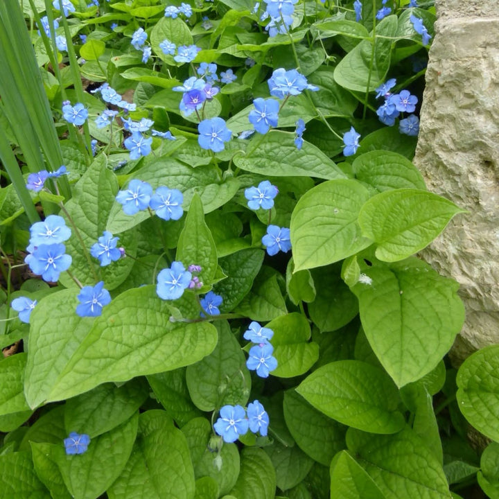 Omphalodes verna