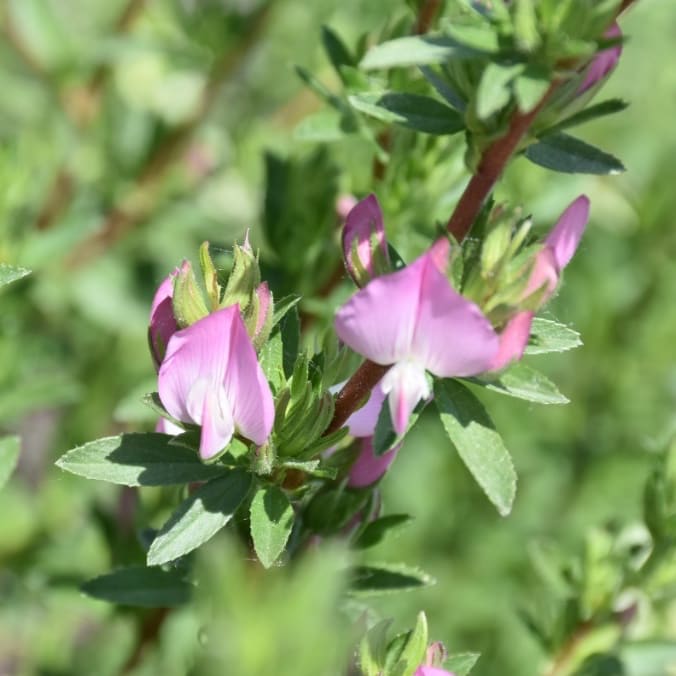 Ononis spinosa