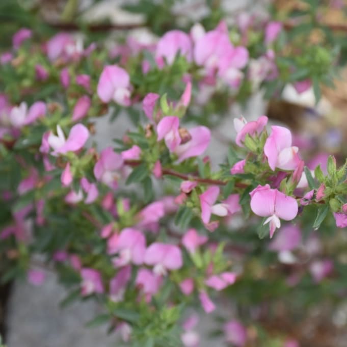 Ononis spinosa