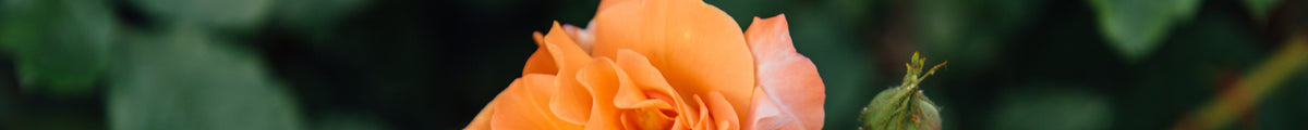 Orange Kletterpflanzen