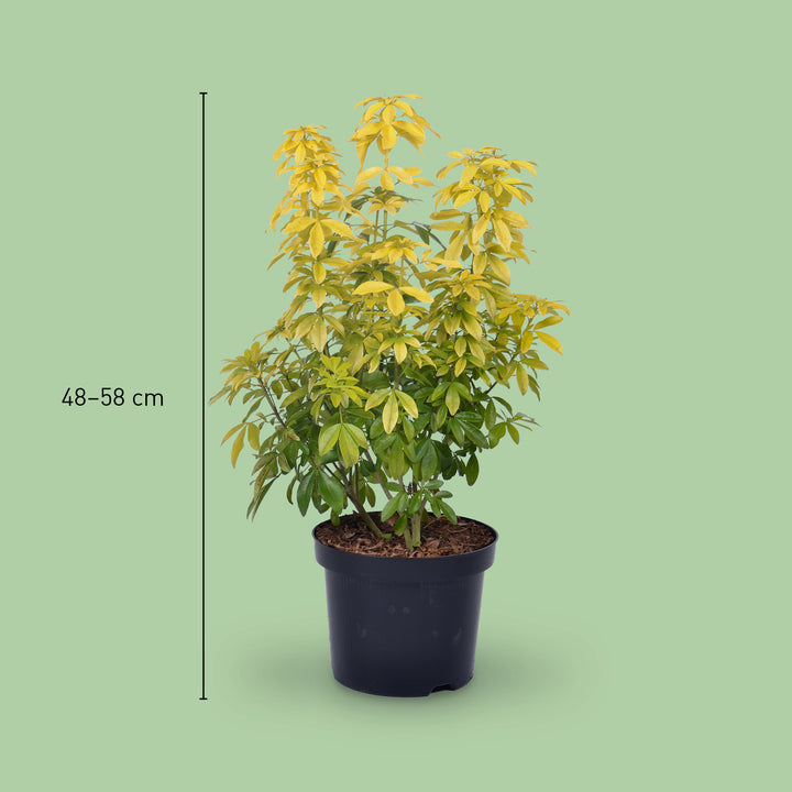 Größe der Orangenblume 'Sundance'