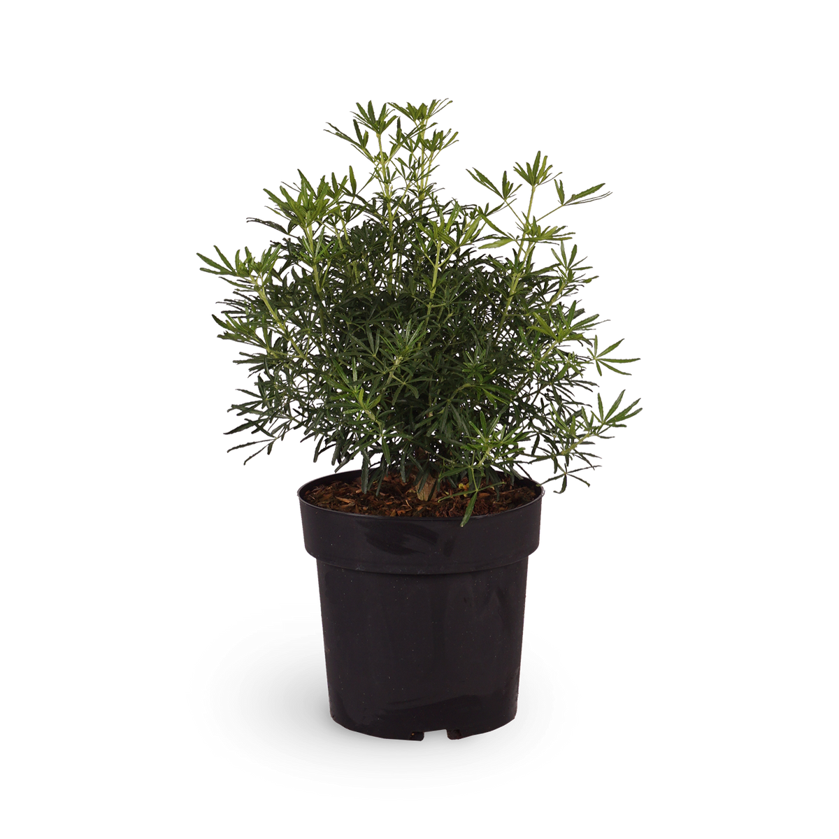 Orangenblume 'White Dazzler'®