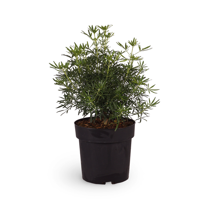 Orangenblume 'White Dazzler'®
