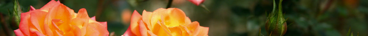 Orange Rosen