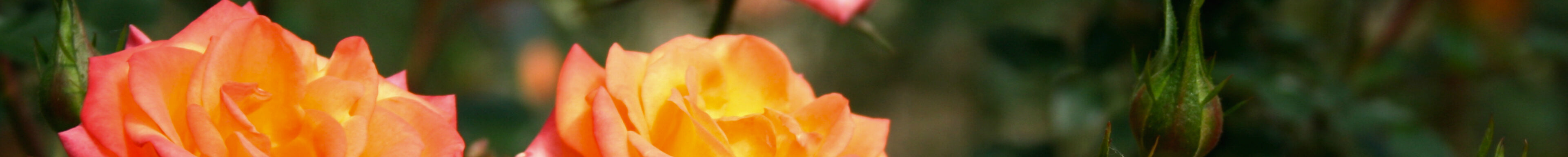 Orange Rosen