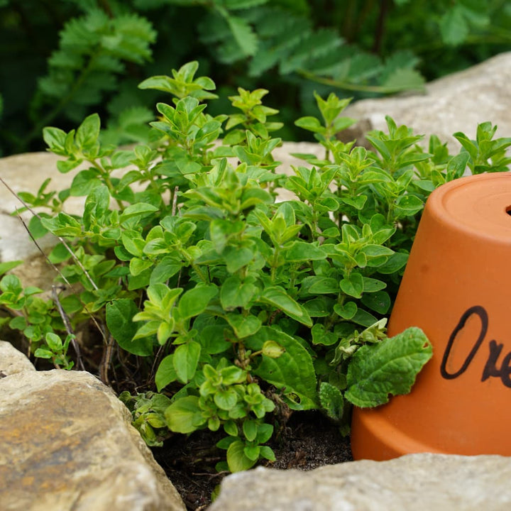 Oregano Rosa kaufen