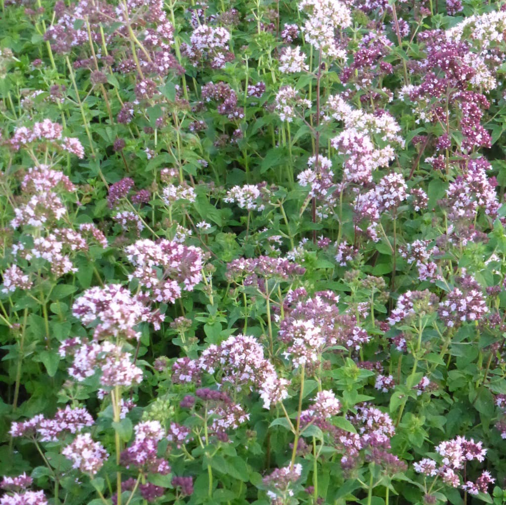 Oregano Rosa